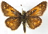  ( - BIOUG10889-B05)  @13 [ ] CreativeCommons - Attribution (2014) CBG Photography Group Centre for Biodiversity Genomics