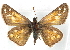  ( - BIOUG10889-B06)  @12 [ ] CreativeCommons - Attribution (2014) CBG Photography Group Centre for Biodiversity Genomics