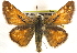  ( - BIOUG10889-B07)  @13 [ ] CreativeCommons - Attribution (2014) CBG Photography Group Centre for Biodiversity Genomics