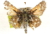  ( - BIOUG10889-B08)  @12 [ ] CreativeCommons - Attribution (2014) CBG Photography Group Centre for Biodiversity Genomics