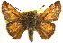  ( - BIOUG10889-C03)  @14 [ ] CreativeCommons - Attribution (2014) CBG Photography Group Centre for Biodiversity Genomics