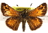  (Hesperia - BIOUG10889-C04)  @15 [ ] CreativeCommons - Attribution (2014) CBG Photography Group Centre for Biodiversity Genomics