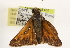  ( - BIOUG10889-C07)  @13 [ ] CreativeCommons - Attribution (2014) CBG Photography Group Centre for Biodiversity Genomics