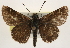  ( - BIOUG10889-E02)  @15 [ ] CreativeCommons - Attribution (2014) CBG Photography Group Centre for Biodiversity Genomics