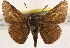  ( - BIOUG10889-E09)  @13 [ ] CreativeCommons - Attribution (2014) CBG Photography Group Centre for Biodiversity Genomics