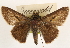  ( - BIOUG10889-E10)  @11 [ ] CreativeCommons - Attribution (2014) CBG Photography Group Centre for Biodiversity Genomics