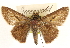  ( - BIOUG10889-E10.1)  @11 [ ] CreativeCommons - Attribution (2015) CBG Photography Group Centre for Biodiversity Genomics