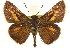  ( - BIOUG10889-E11)  @14 [ ] CreativeCommons - Attribution (2014) CBG Photography Group Centre for Biodiversity Genomics