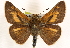 ( - BIOUG10889-E12)  @14 [ ] CreativeCommons - Attribution (2014) CBG Photography Group Centre for Biodiversity Genomics