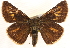  ( - BIOUG10889-F03)  @13 [ ] CreativeCommons - Attribution (2014) CBG Photography Group Centre for Biodiversity Genomics