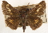  ( - BIOUG10889-F10)  @11 [ ] CreativeCommons - Attribution (2014) CBG Photography Group Centre for Biodiversity Genomics