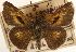  ( - BIOUG10889-F11)  @14 [ ] CreativeCommons - Attribution (2014) CBG Photography Group Centre for Biodiversity Genomics