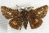  ( - BIOUG10889-F12)  @11 [ ] CreativeCommons - Attribution (2014) CBG Photography Group Centre for Biodiversity Genomics
