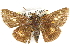  ( - BIOUG10889-F12.1)  @11 [ ] CreativeCommons - Attribution (2015) CBG Photography Group Centre for Biodiversity Genomics