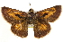  ( - BIOUG10889-G02.1)  @14 [ ] CreativeCommons - Attribution (2015) CBG Photography Group Centre for Biodiversity Genomics