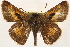  ( - BIOUG10889-G03)  @11 [ ] CreativeCommons - Attribution (2014) CBG Photography Group Centre for Biodiversity Genomics