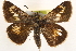  ( - BIOUG10889-G04)  @11 [ ] CreativeCommons - Attribution (2014) CBG Photography Group Centre for Biodiversity Genomics