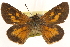  ( - BIOUG10889-G06)  @12 [ ] CreativeCommons - Attribution (2014) CBG Photography Group Centre for Biodiversity Genomics