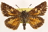  ( - BIOUG10889-G07)  @14 [ ] CreativeCommons - Attribution (2014) CBG Photography Group Centre for Biodiversity Genomics