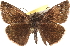  ( - BIOUG10890-A05)  @13 [ ] CreativeCommons - Attribution (2014) CBG Photography Group Centre for Biodiversity Genomics