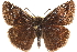  (Erynnis lucilius - BIOUG10890-A06)  @15 [ ] CreativeCommons - Attribution (2014) CBG Photography Group Centre for Biodiversity Genomics