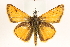  ( - BIOUG10890-F10)  @13 [ ] CreativeCommons - Attribution (2014) CBG Photography Group Centre for Biodiversity Genomics