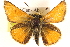  ( - BIOUG10890-F12)  @13 [ ] CreativeCommons - Attribution (2014) CBG Photography Group Centre for Biodiversity Genomics