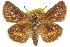  ( - BIOUG10890-G01.1)  @15 [ ] CreativeCommons - Attribution (2015) CBG Photography Group Centre for Biodiversity Genomics