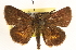  (Poanes massasoit - BIOUG10890-G03)  @15 [ ] CreativeCommons - Attribution (2014) CBG Photography Group Centre for Biodiversity Genomics