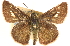  ( - BIOUG10890-G05)  @14 [ ] CreativeCommons - Attribution (2014) CBG Photography Group Centre for Biodiversity Genomics