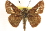  ( - BIOUG10890-G06)  @15 [ ] CreativeCommons - Attribution (2014) CBG Photography Group Centre for Biodiversity Genomics