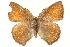  ( - BIOUG10893-A05)  @13 [ ] CreativeCommons - Attribution (2015) CBG Photography Group Centre for Biodiversity Genomics