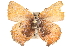  ( - BIOUG10893-A05)  @13 [ ] CreativeCommons - Attribution (2015) CBG Photography Group Centre for Biodiversity Genomics
