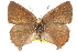  ( - BIOUG10893-A06)  @14 [ ] CreativeCommons - Attribution (2015) CBG Photography Group Centre for Biodiversity Genomics