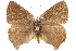 ( - BIOUG10893-A09)  @14 [ ] CreativeCommons - Attribution (2015) CBG Photography Group Centre for Biodiversity Genomics