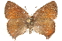  ( - BIOUG10893-A10)  @13 [ ] CreativeCommons - Attribution (2015) CBG Photography Group Centre for Biodiversity Genomics