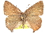  (Callophrys augustinus - BIOUG10893-A11)  @14 [ ] CreativeCommons - Attribution (2015) CBG Photography Group Centre for Biodiversity Genomics