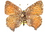  ( - BIOUG10893-A12)  @13 [ ] CreativeCommons - Attribution (2015) CBG Photography Group Centre for Biodiversity Genomics