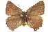  ( - BIOUG10893-B03)  @13 [ ] CreativeCommons - Attribution (2015) CBG Photography Group Centre for Biodiversity Genomics