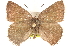  ( - BIOUG10893-B04)  @13 [ ] CreativeCommons - Attribution (2015) CBG Photography Group Centre for Biodiversity Genomics