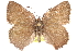  ( - BIOUG10893-B05)  @13 [ ] CreativeCommons - Attribution (2015) CBG Photography Group Centre for Biodiversity Genomics