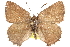  ( - BIOUG10893-B06)  @13 [ ] CreativeCommons - Attribution (2015) CBG Photography Group Centre for Biodiversity Genomics