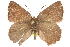  ( - BIOUG10893-B07)  @13 [ ] CreativeCommons - Attribution (2015) CBG Photography Group Centre for Biodiversity Genomics