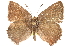  ( - BIOUG10893-B08)  @13 [ ] CreativeCommons - Attribution (2015) CBG Photography Group Centre for Biodiversity Genomics