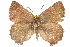  ( - BIOUG10893-B09)  @13 [ ] CreativeCommons - Attribution (2015) CBG Photography Group Centre for Biodiversity Genomics