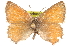  ( - BIOUG10893-B10)  @13 [ ] CreativeCommons - Attribution (2015) CBG Photography Group Centre for Biodiversity Genomics