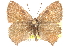  ( - BIOUG10893-B12)  @11 [ ] CreativeCommons - Attribution (2015) CBG Photography Group Centre for Biodiversity Genomics