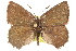  ( - BIOUG10893-C01)  @14 [ ] CreativeCommons - Attribution (2015) CBG Photography Group Centre for Biodiversity Genomics