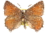  (Callophrys mossii - BIOUG10893-C02)  @14 [ ] CreativeCommons - Attribution (2015) CBG Photography Group Centre for Biodiversity Genomics