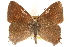  ( - BIOUG10893-D07)  @15 [ ] CreativeCommons - Attribution (2015) CBG Photography Group Centre for Biodiversity Genomics